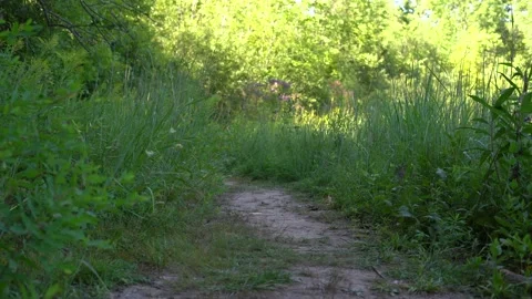 Taking a walk into the wild side and heading into an unknown place Stock Footage 138787729
