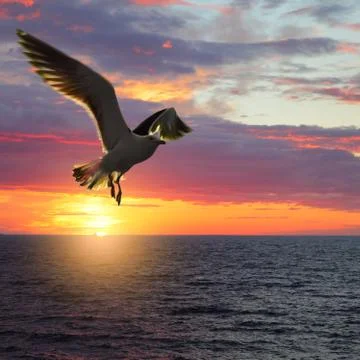 Taking wings sea gull Foto stock