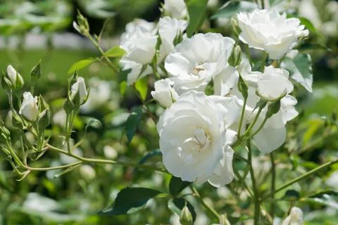 Takje witte rozen (lat. Rosa) met delicate bloemblaadjes Stock Photos