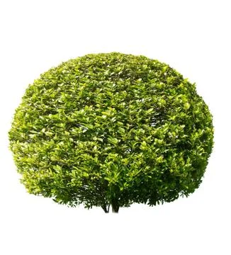 Tako trees bending.Isolated tree on white background Stock Photos