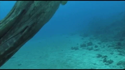 Tako1 Stock Footage 80544637