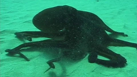 Tako3 Stock Footage 81226975