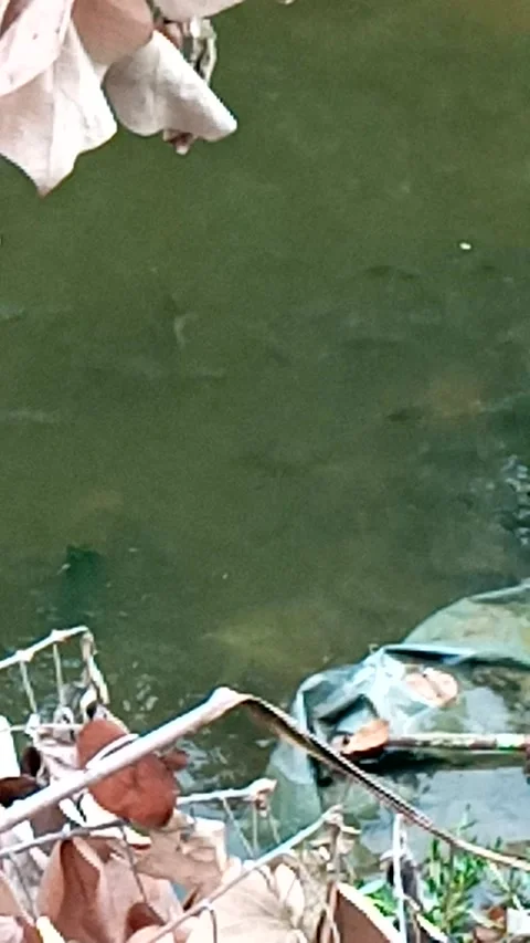 Talapia fish Vídeos de archivo 171205283