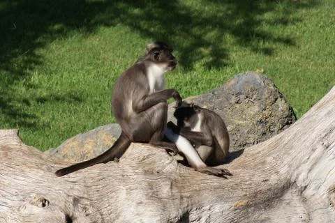 Talapoin - Miopithecus - Close-up image Stock Photos
