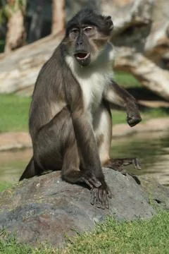 Talapoin - Miopithecus - Close-up image 스톡 사진