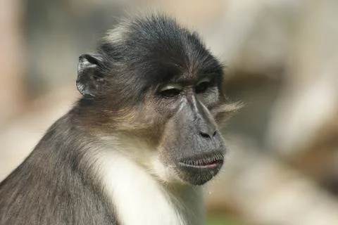 Talapoin - Miopithecus - Close-up image Stock Photos