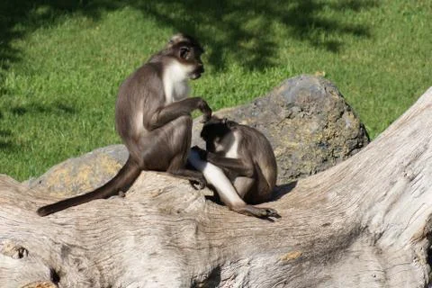 Talapoin - Miopithecus - Close-up image Stock Photos