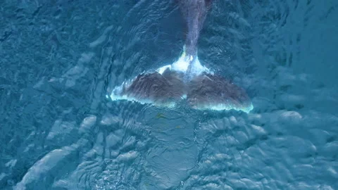 Tale of Bowhead whale swimming in calm blue ocean water, Aerial view of a pod of Stock Footage 158905247