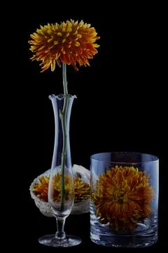 A Tale of Three Blooms Stock Photos