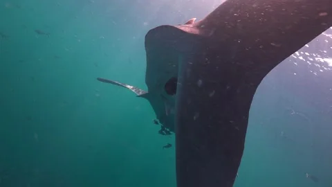 Tale of the whale shark Stock Footage 135962502