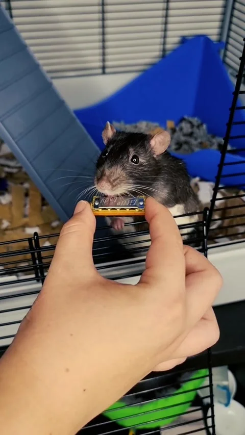 Talented Rat Plays Tiny Harmonica, Heerlen, Netherlands - 26 Aug 2021 Video stock 205386647