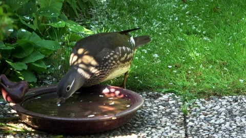Taling eend in the water trough Stock Footage 311983332