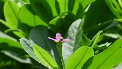 Talinum fruticosum flowers. Stock-Footage 342575504