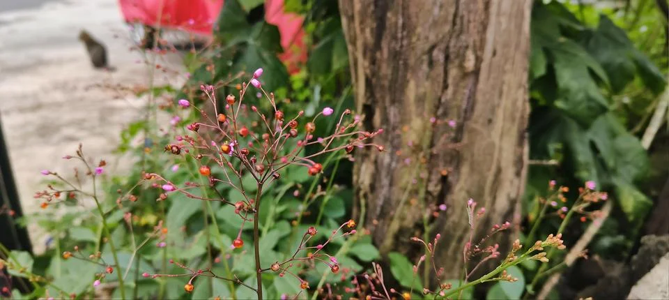 Talinum paniculatum Foto stock