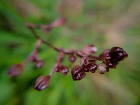 Talinum paniculatum Stock Photos