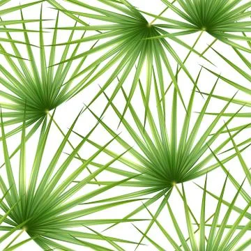 Talipot. Seamless tropical pattern of Palm branch and leaves. Vector Illustrazione stock