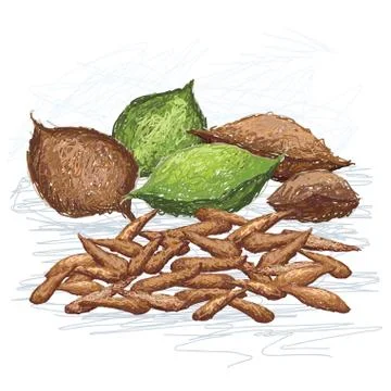 Talisay nuts Stock Illustration