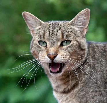 Talkative Cat Stock Photos