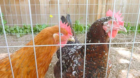 Talkative Chickens Stock Footage 22917462