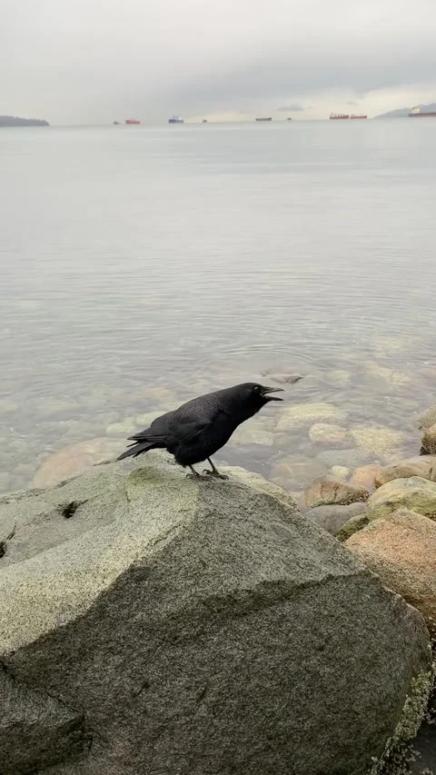 Talkative Crow at the beach Stock Footage 262123609