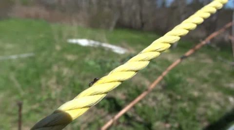 Talking Ants Vidéo 23113953