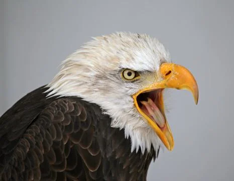 Talking bald eagle Stock Photos