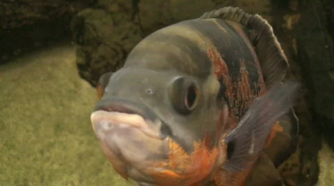 Talking big fish one, close-up Stock Footage 64326