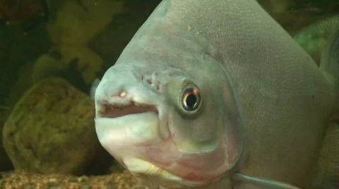 Talking big fish two, close-up Video stock 64323