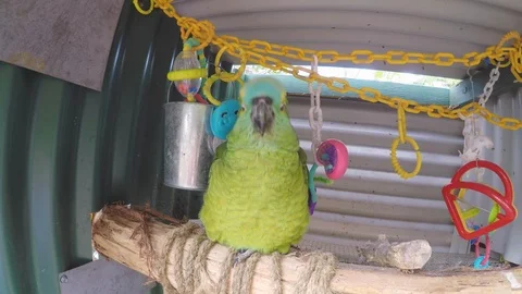 Talking blue fronted amazon parrot. Includes audio Vidéo 96131353