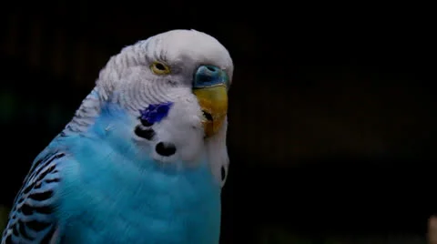 Talking Blue Parakeet Parrot Bird Budgerigar Stock Footage