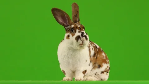 Talking bunny is looking at the camera on a green screen. Stock Footage 128634709