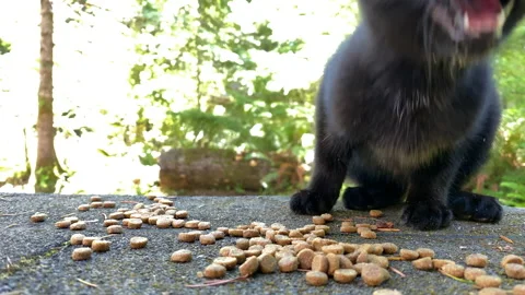 Talking Cat Chowing Down On Tasty Nuggets Stock Footage 141013545