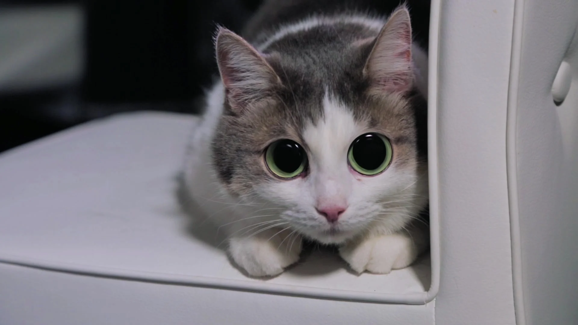 Talking Cat Presses On The Pity With Big Anime Eyes Video 72686285