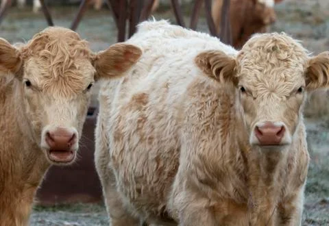 Talking Cows Foto stock