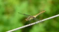 Talking dragonfly. Yellow-winged darter - sympetrum flaveolum HD Footage