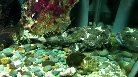 Talking fish Stock Footage 41300674