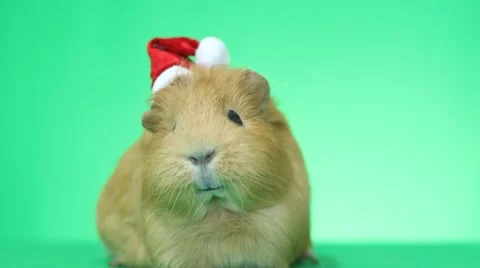 Talking guinea pig Stock-Footage 43235337