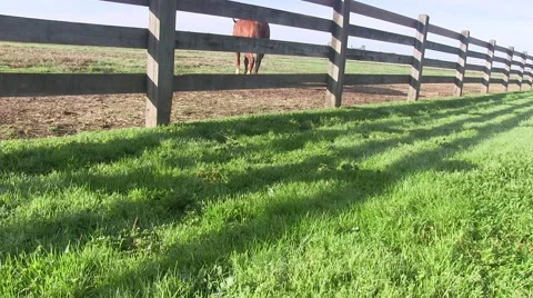 Talking with the horses Video stock 47170937