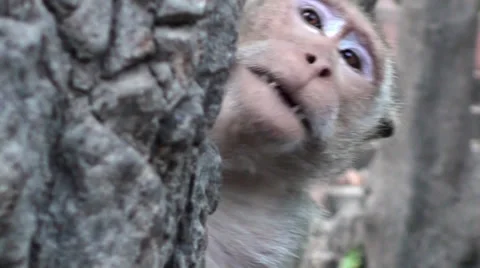 Talking monkey Stock Footage 34151084