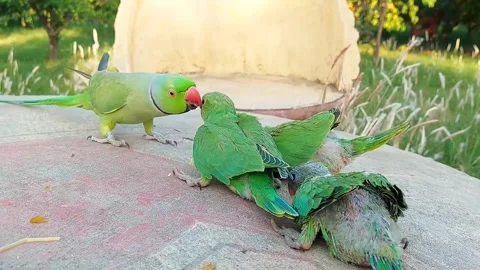 Talking parrot with Babies Stock Footage 278794814