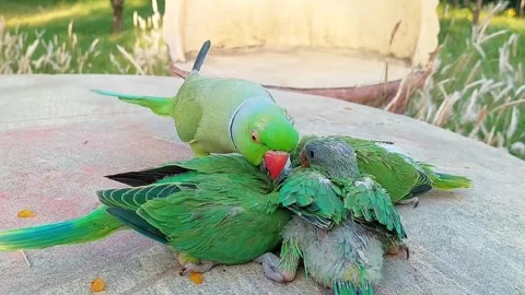 Talking parrot with Babies Stock Footage 278794816
