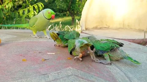 Talking parrot with Babies Stock Footage 278794822