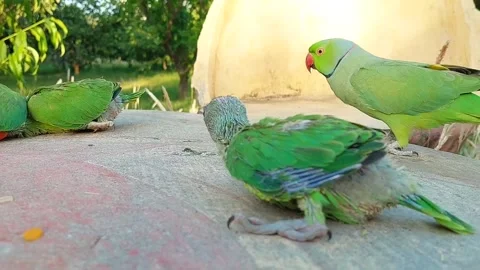 Talking parrot with Babies Vidéo 278794825