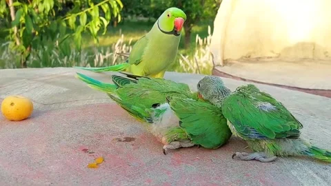 Talking parrot with Babies Stock Footage 278794830