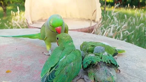 Talking parrot with Babies Stock Footage 278794831