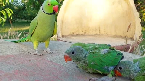 Talking parrot with Babies Stock Footage 278794832