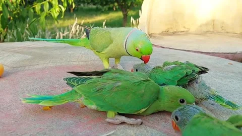Talking parrot with Babies Stock Footage 278794834