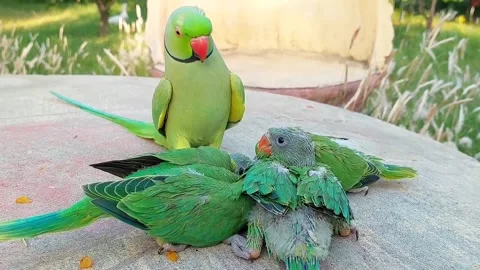 Talking parrot with Babies Stock Footage 278794839