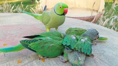 Talking parrot with Babies Stock Footage 278794846