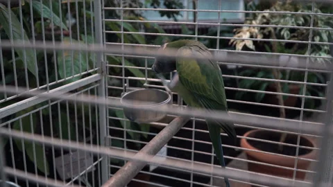 Talking parrot cleans the feathers on its head with its paw Stock Footage 149997552